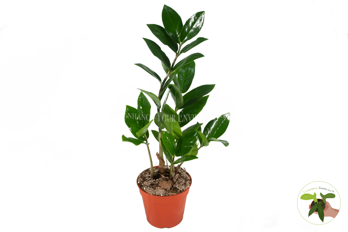 ZZ Plant