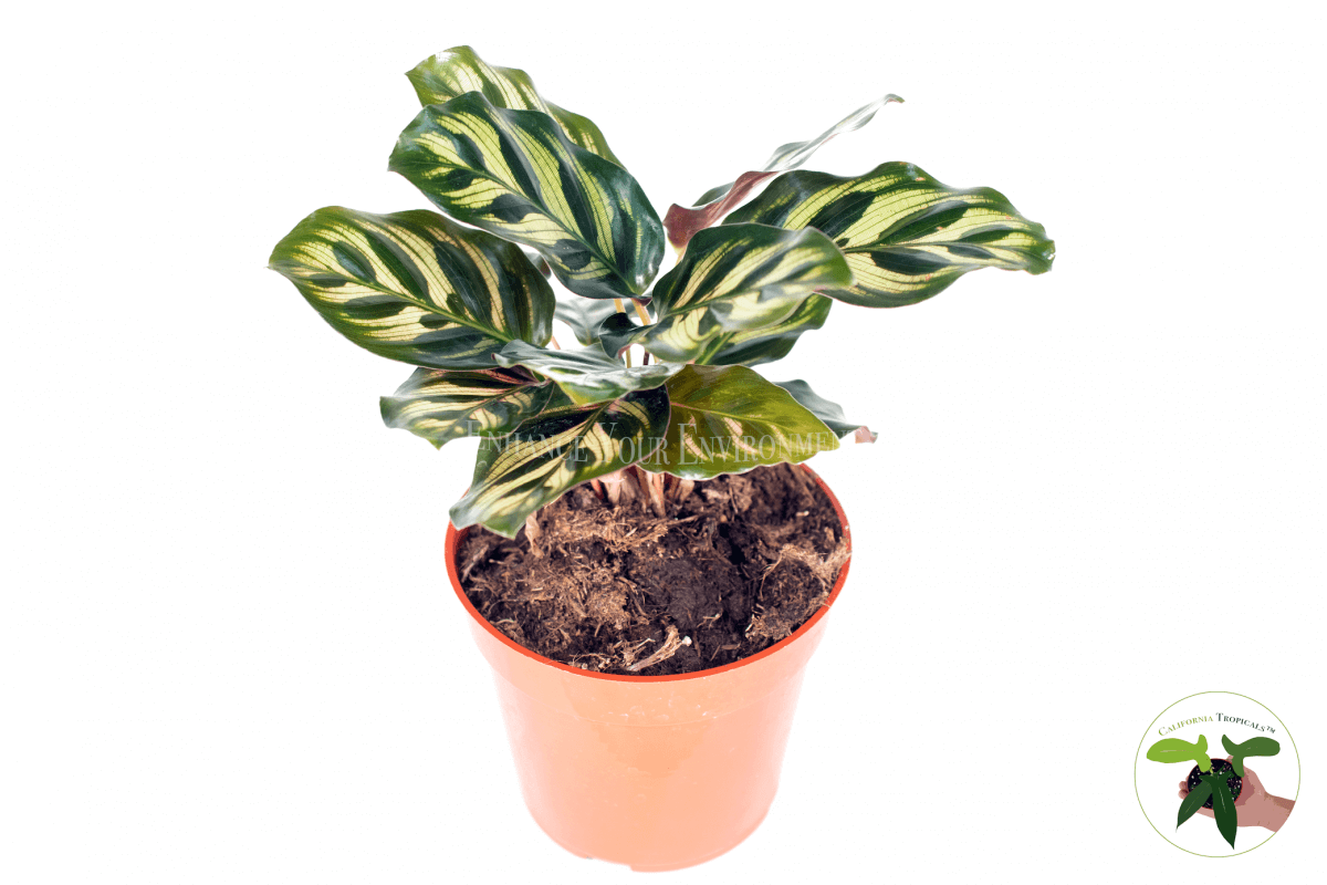 Calathea Peacock