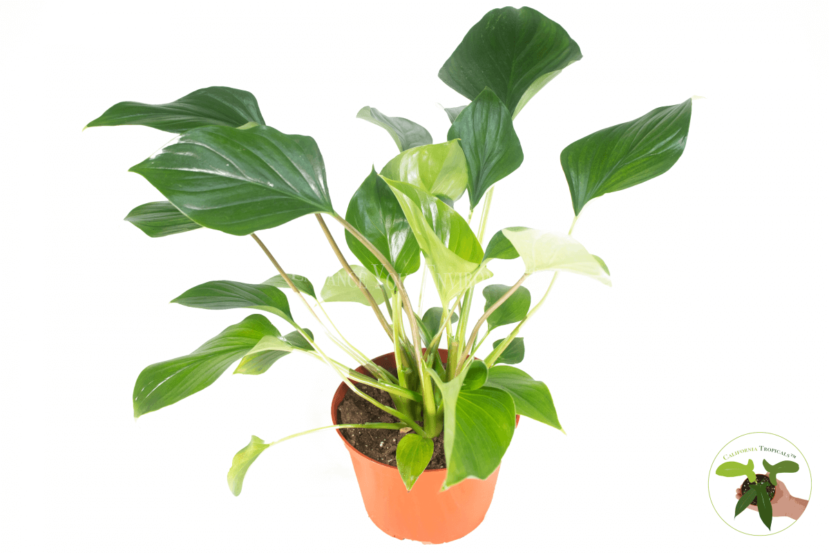 Philodendron Emerald Gem