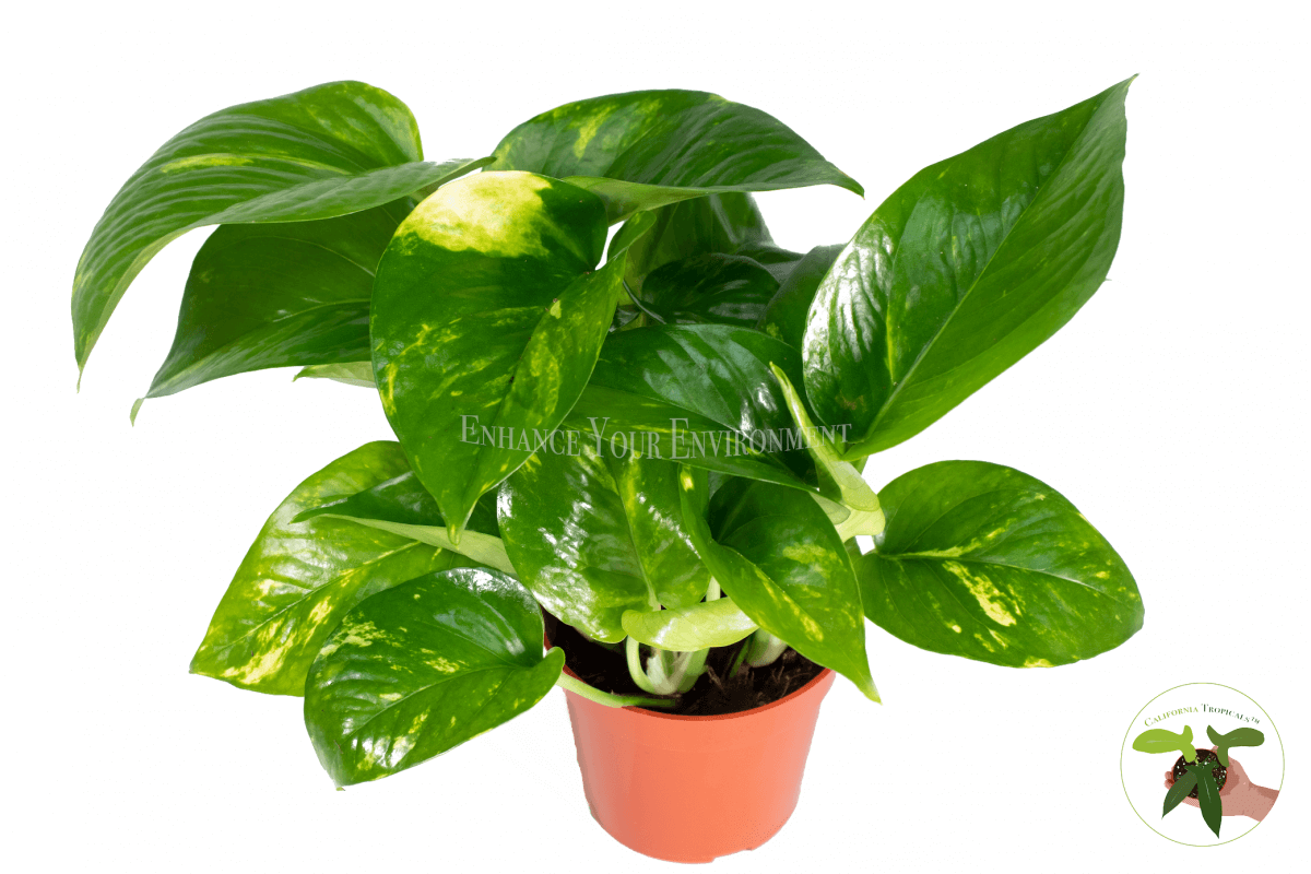 Golden Pothos