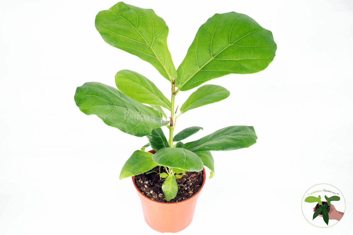 Fiddle Leaf Fig