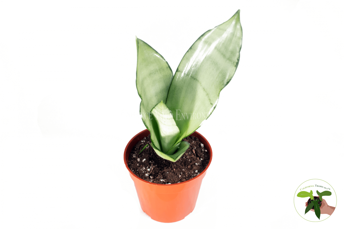 Sanseveria Moonshine