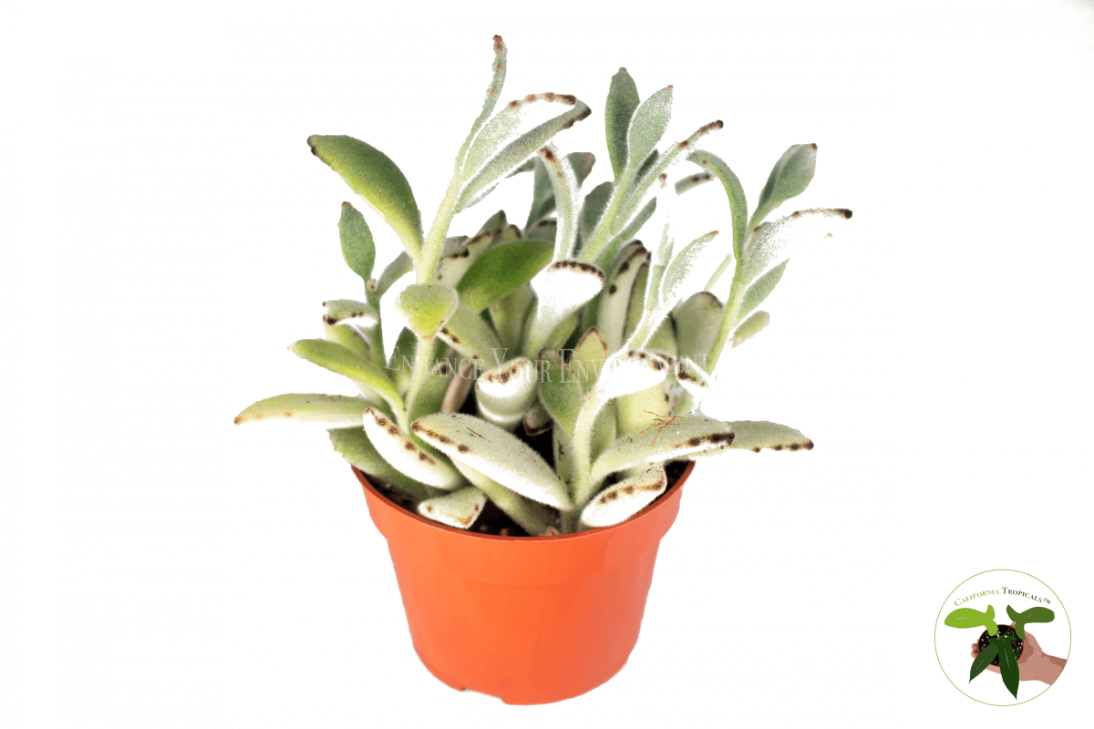 Kalanchoe Panda Plant