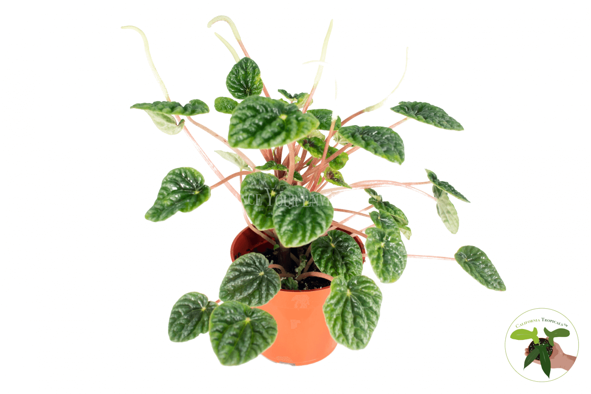 Emerald Ripple Radiator Plant