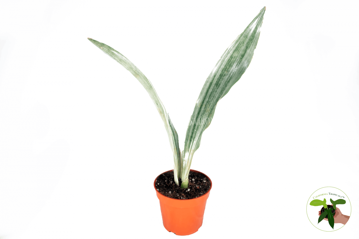 Sansevieria Sayuri