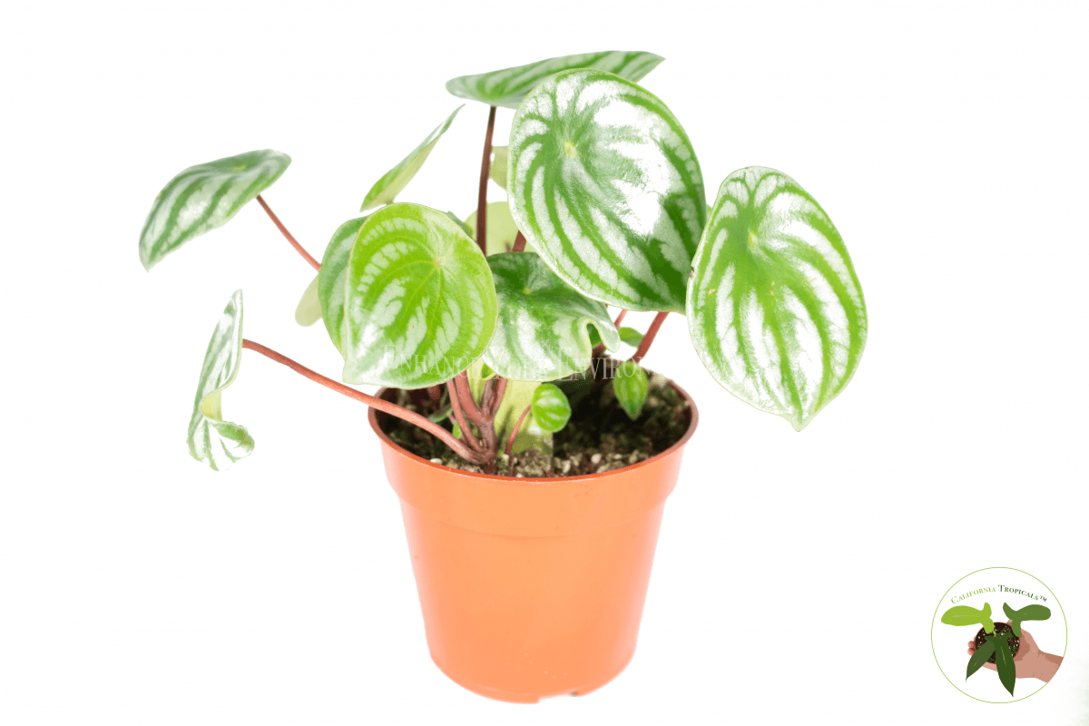 Watermelon Peperomia