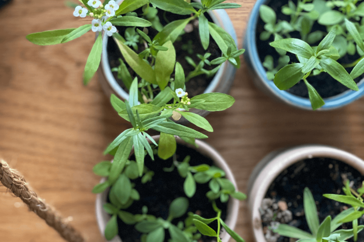 3 Tips | Planting Seeds in the Winter