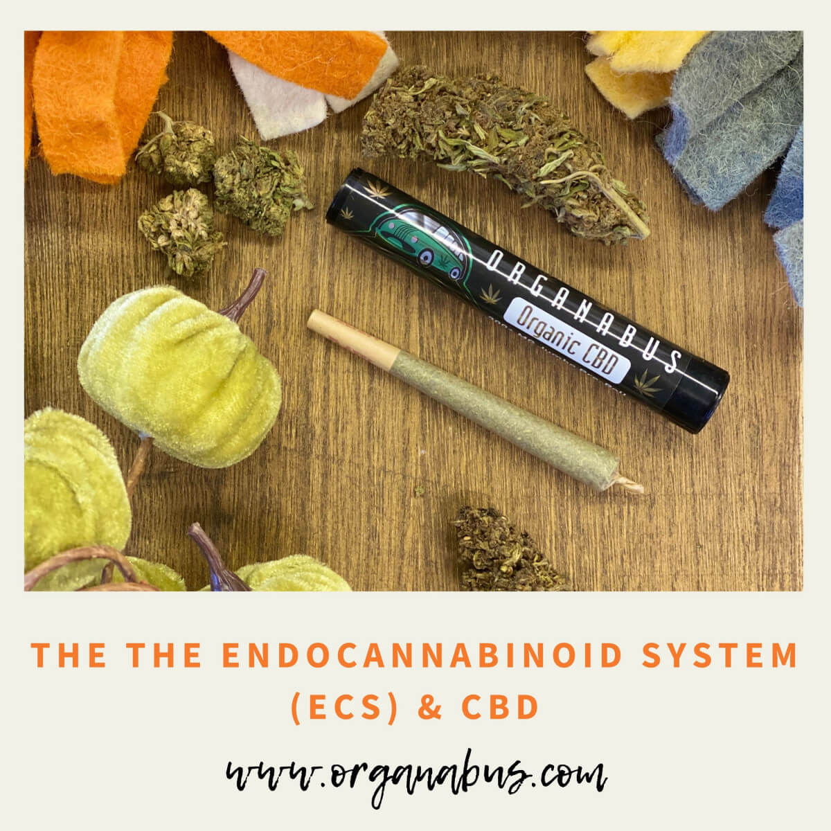 The Endocannabinoid System: Unlocking the Mystery, Vol. I