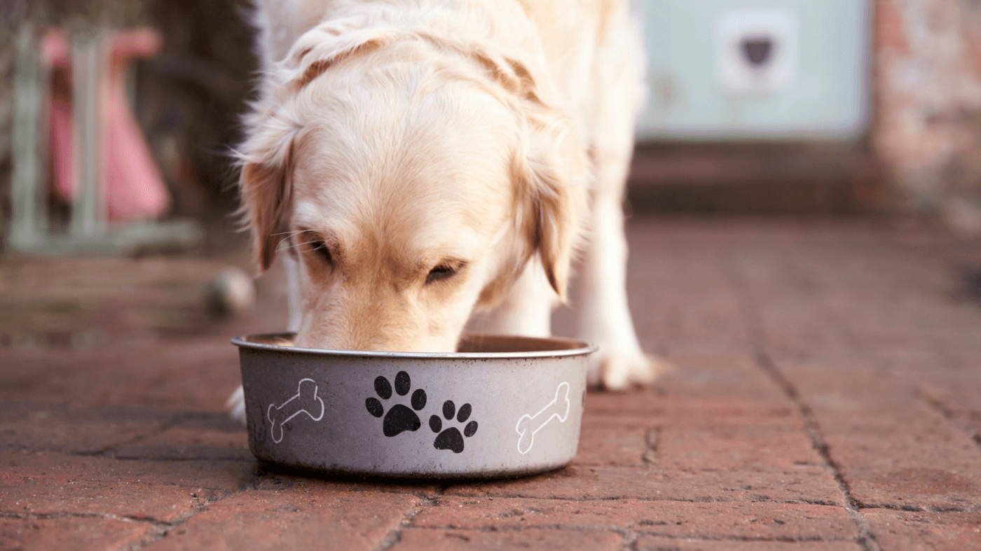 How to create custom dog bowls (2025)