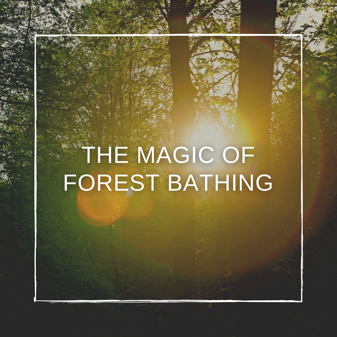 Health Trends Explained: The Magic of Forest Bathing