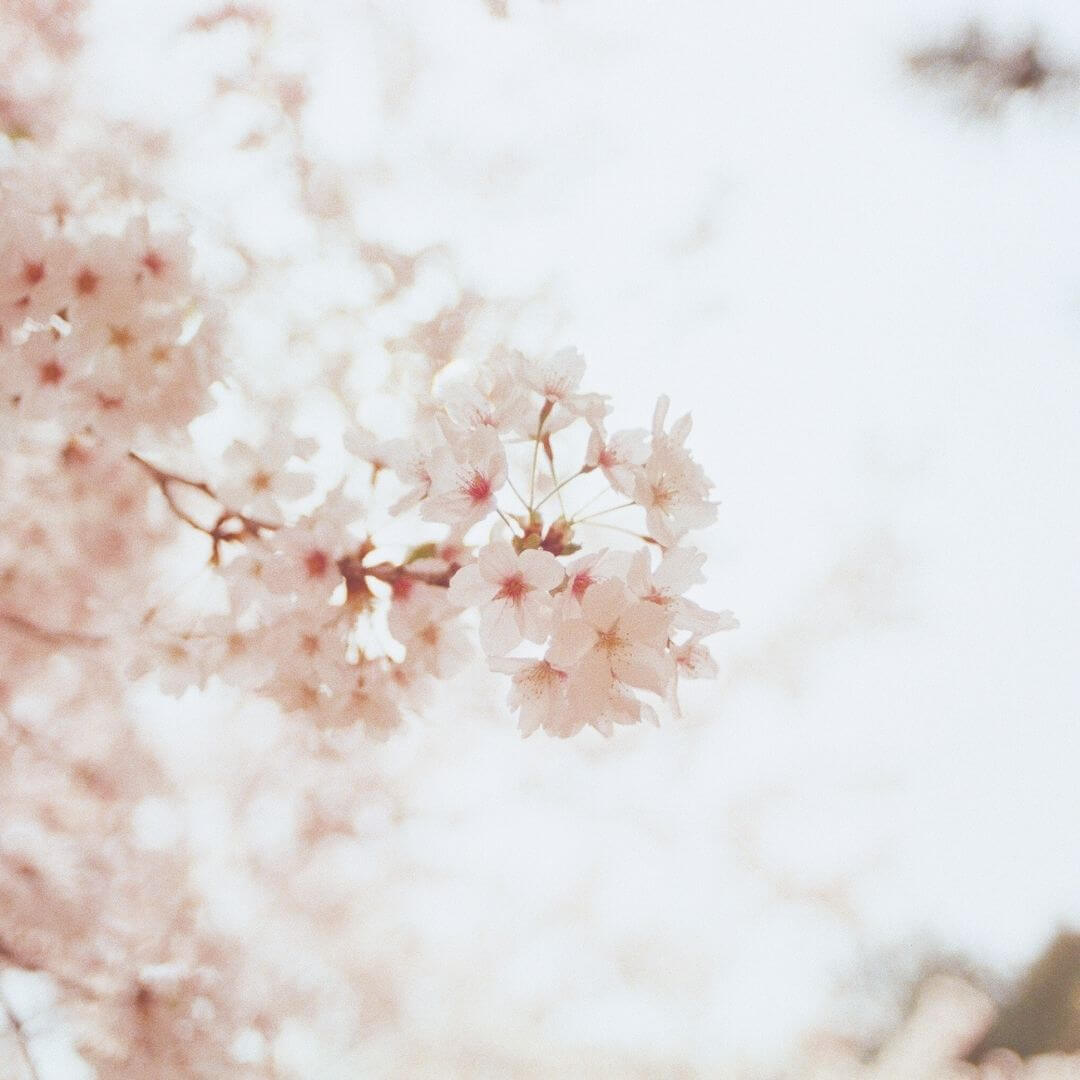 Vårjevndøgn - Spring Equinox