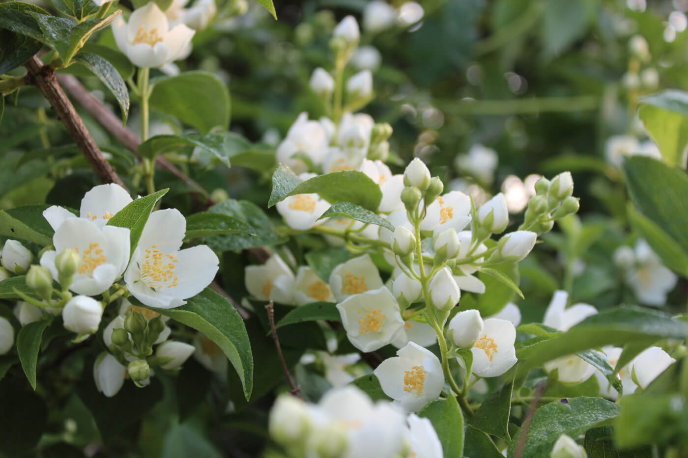 What Does Jasmine Smell Like and Why Is It Special?