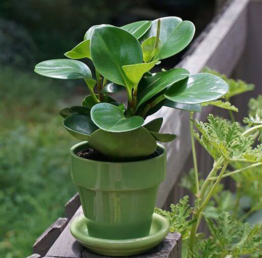 How to Grow and Care for Peperomia Plants