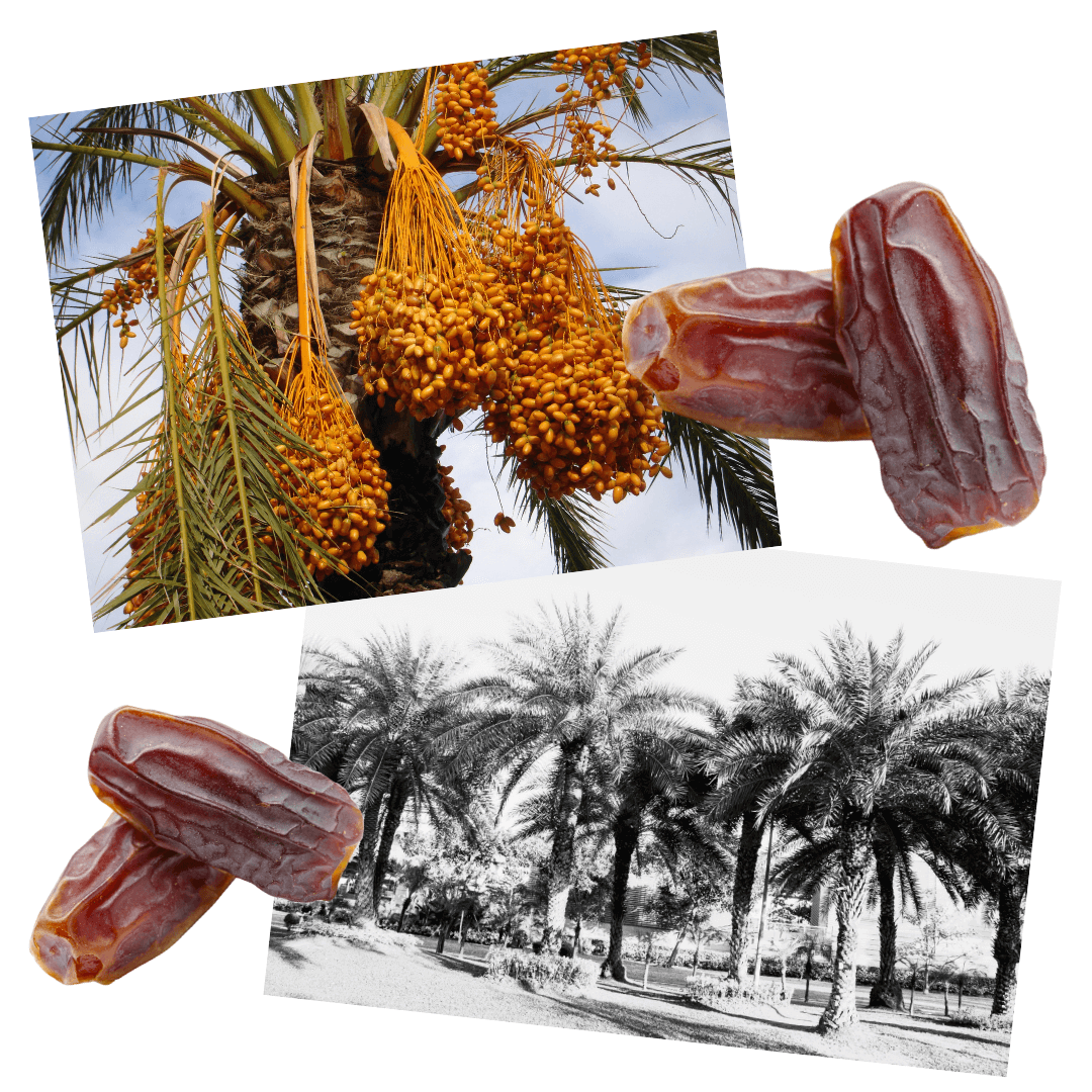 The History of Dates & the Incredible Health Benefits