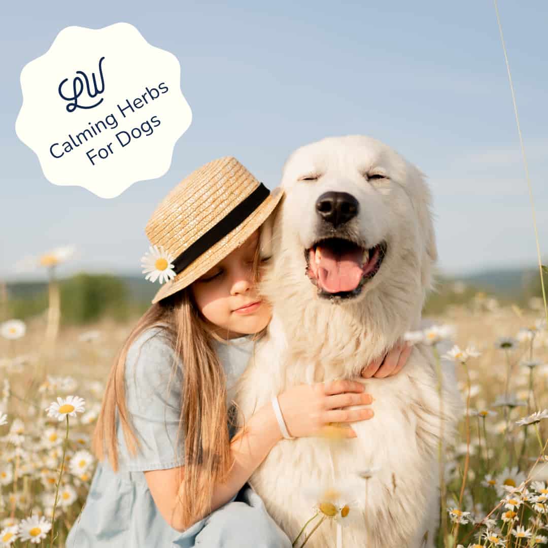 Calming herbs for online dogs