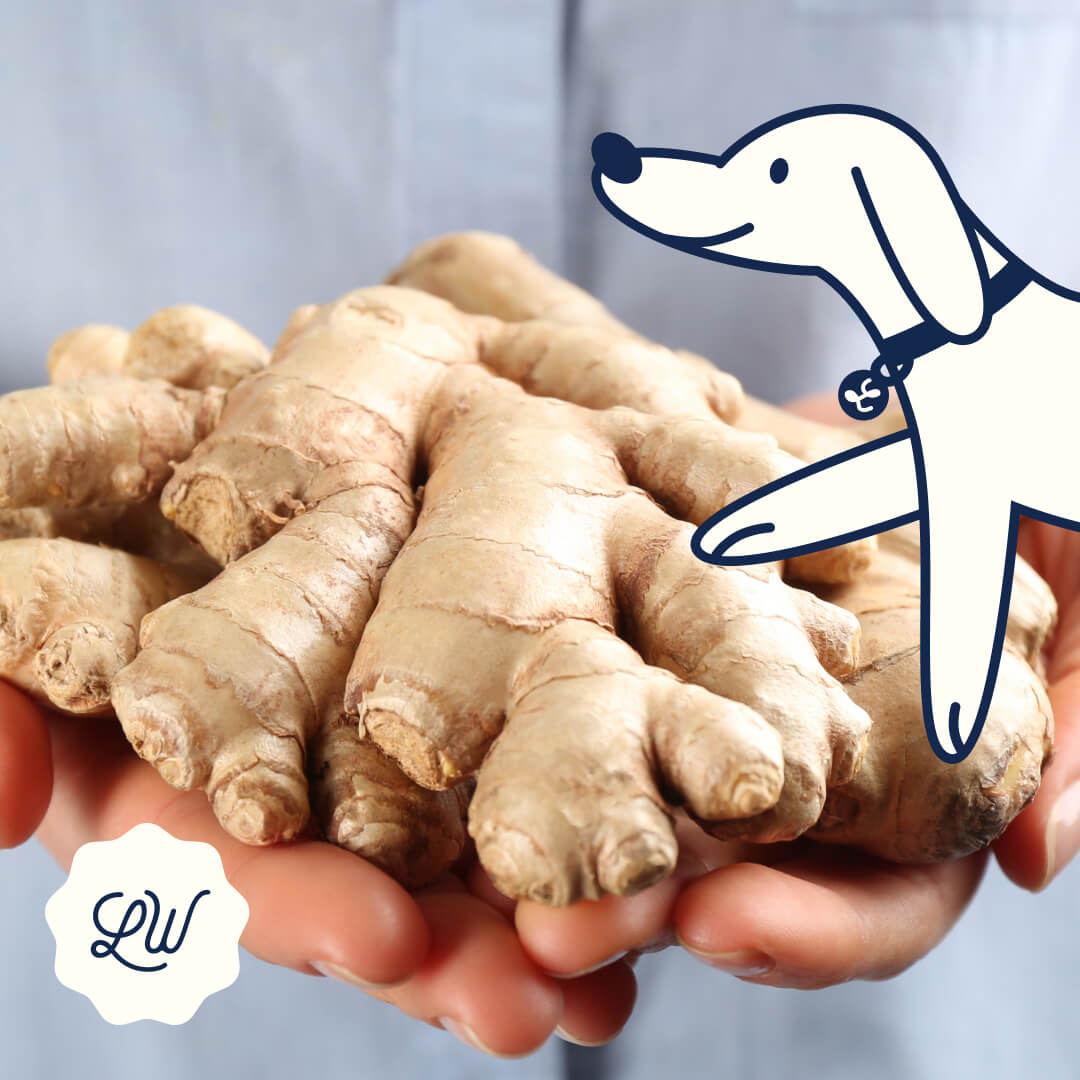 Ginger dog treat on sale recipe for motion sickness