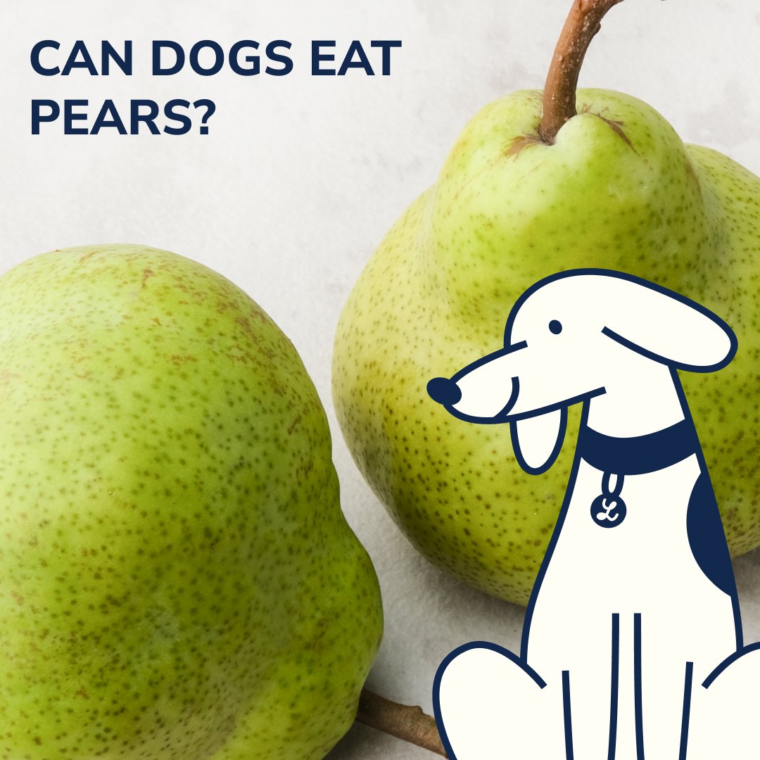 Is pears good for dogs best sale