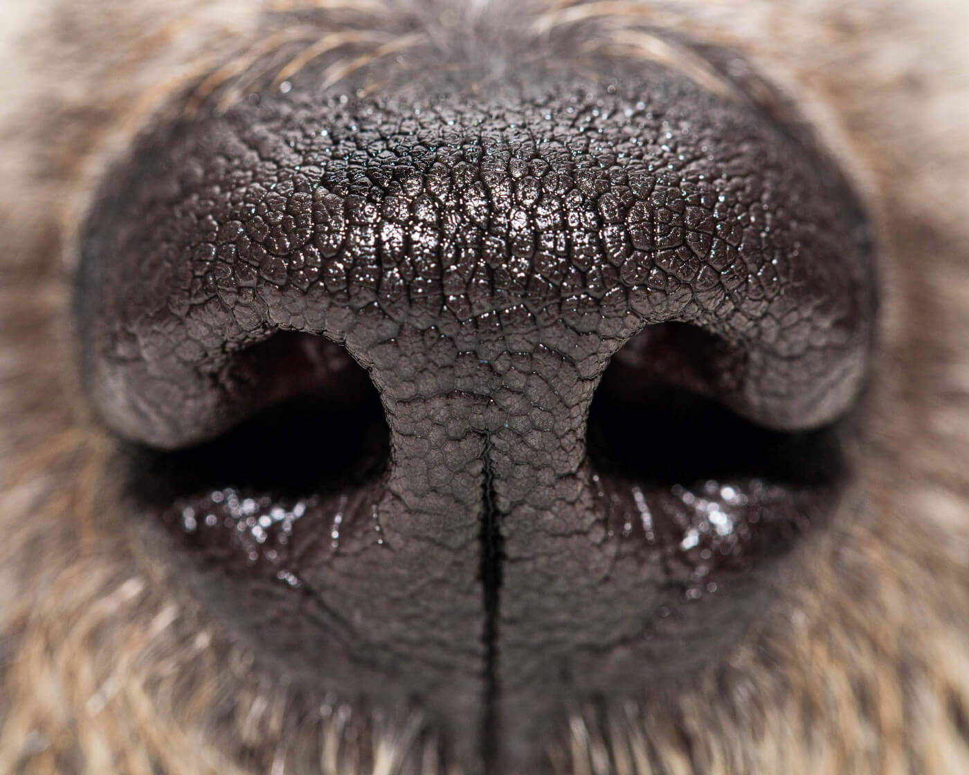 Why does dog food stink store