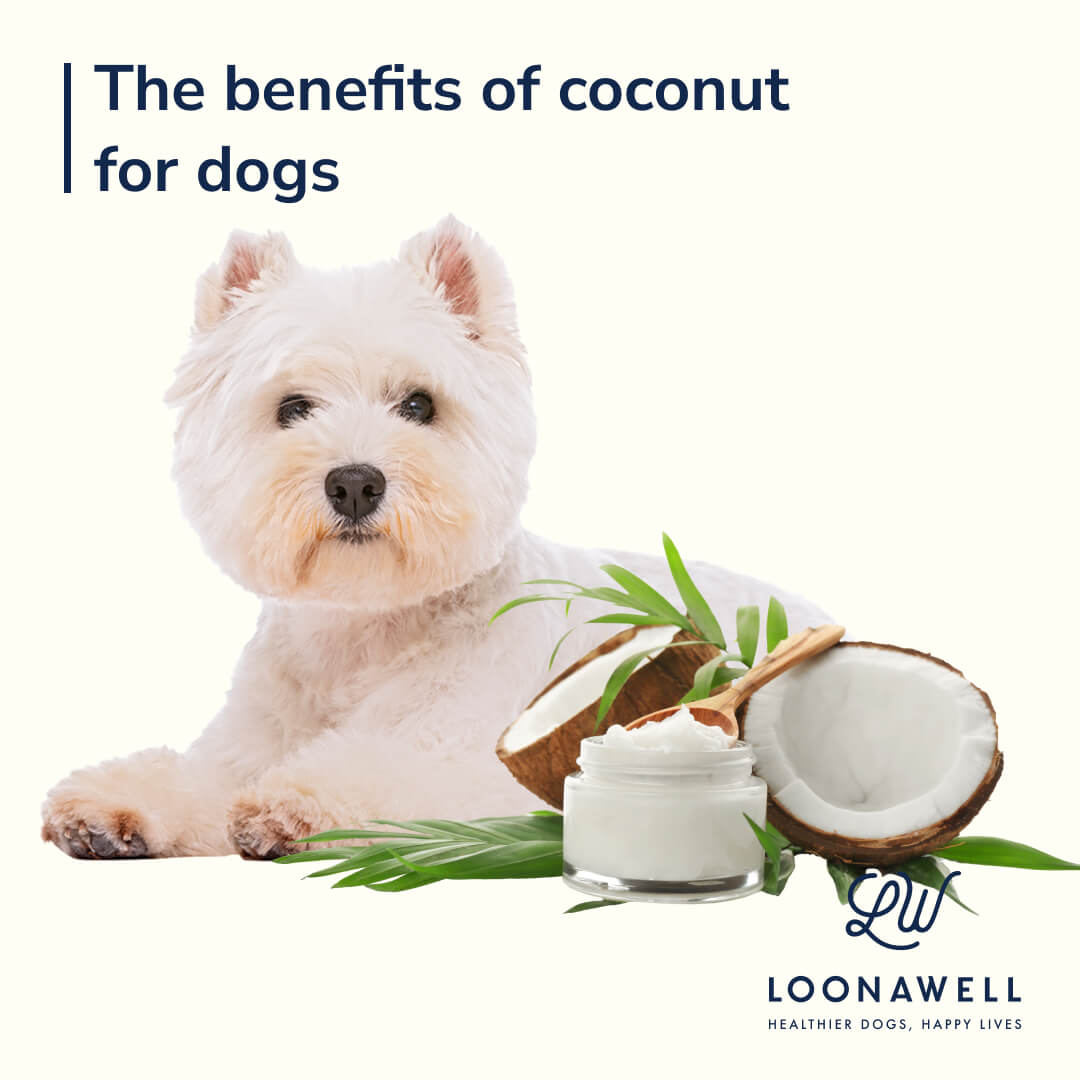 4 Key benefits of coconut for my dog LOONAWELL