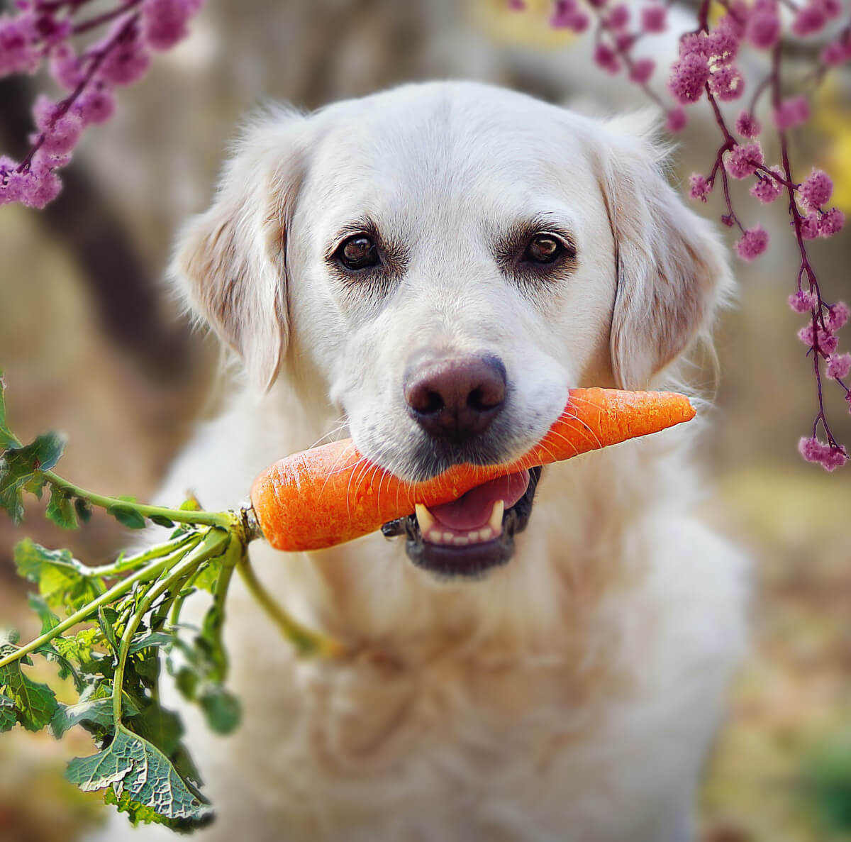 We love carrots! 🥕#naturalpetcare #healthydog #doghealthcare