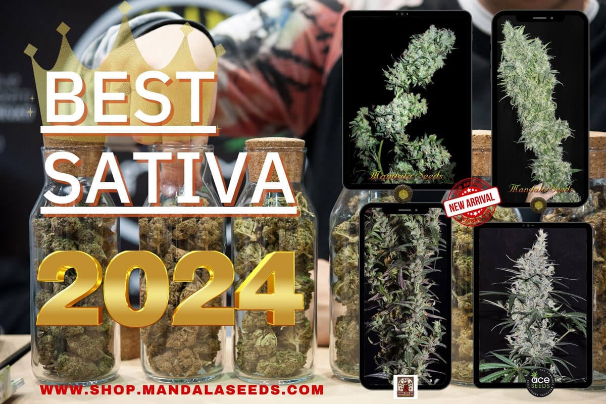 Best Sativa Cannabis Strains 2024 Mandala Seeds Shop