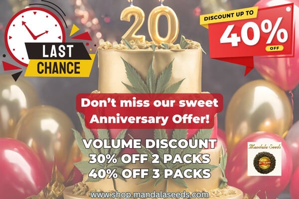 Anniversary Sale at Mandala Seeds