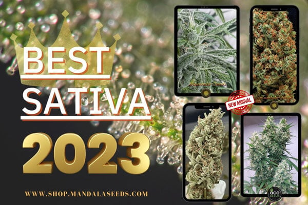 Best Sativa Cannabis Strains 2023