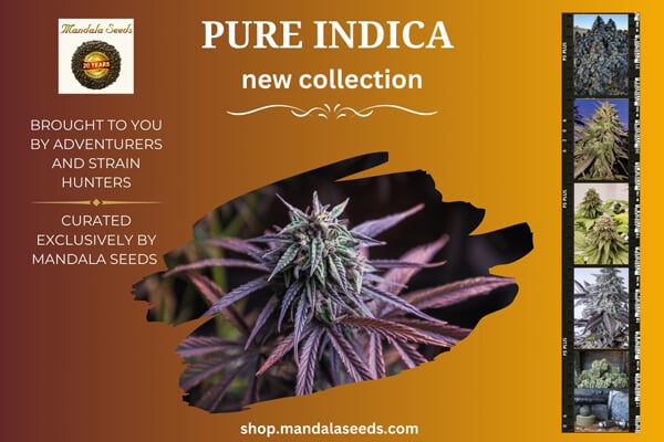 Pure Indica Strains - New Collection At Mandala Seeds