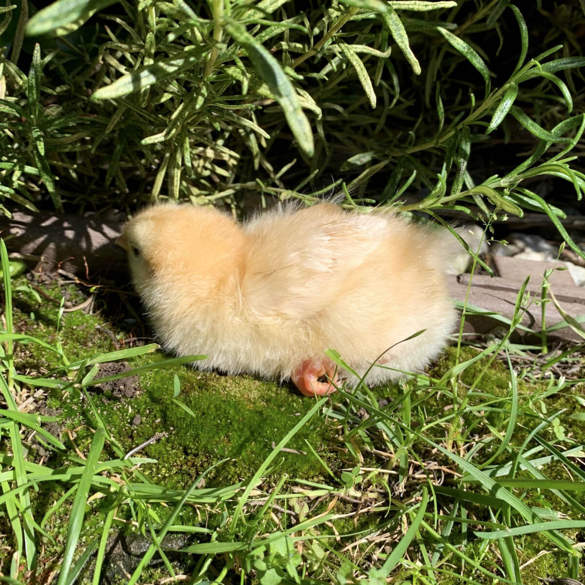 Building a Chicken Coop