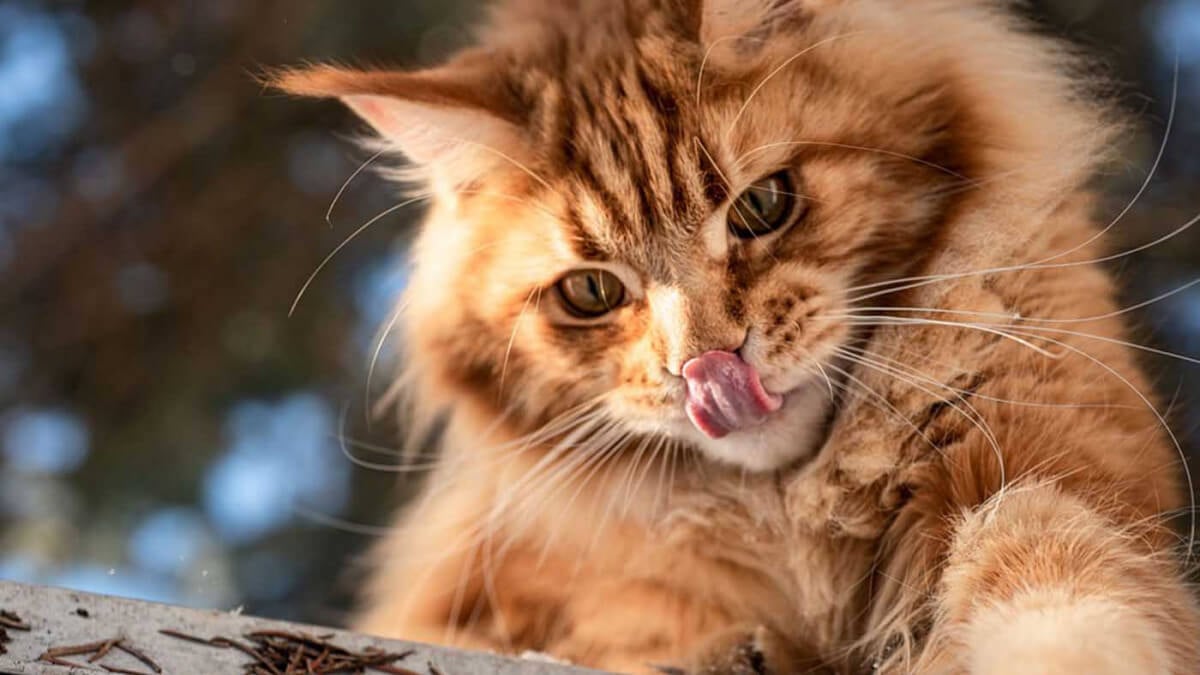 Alles over de Maine Coon