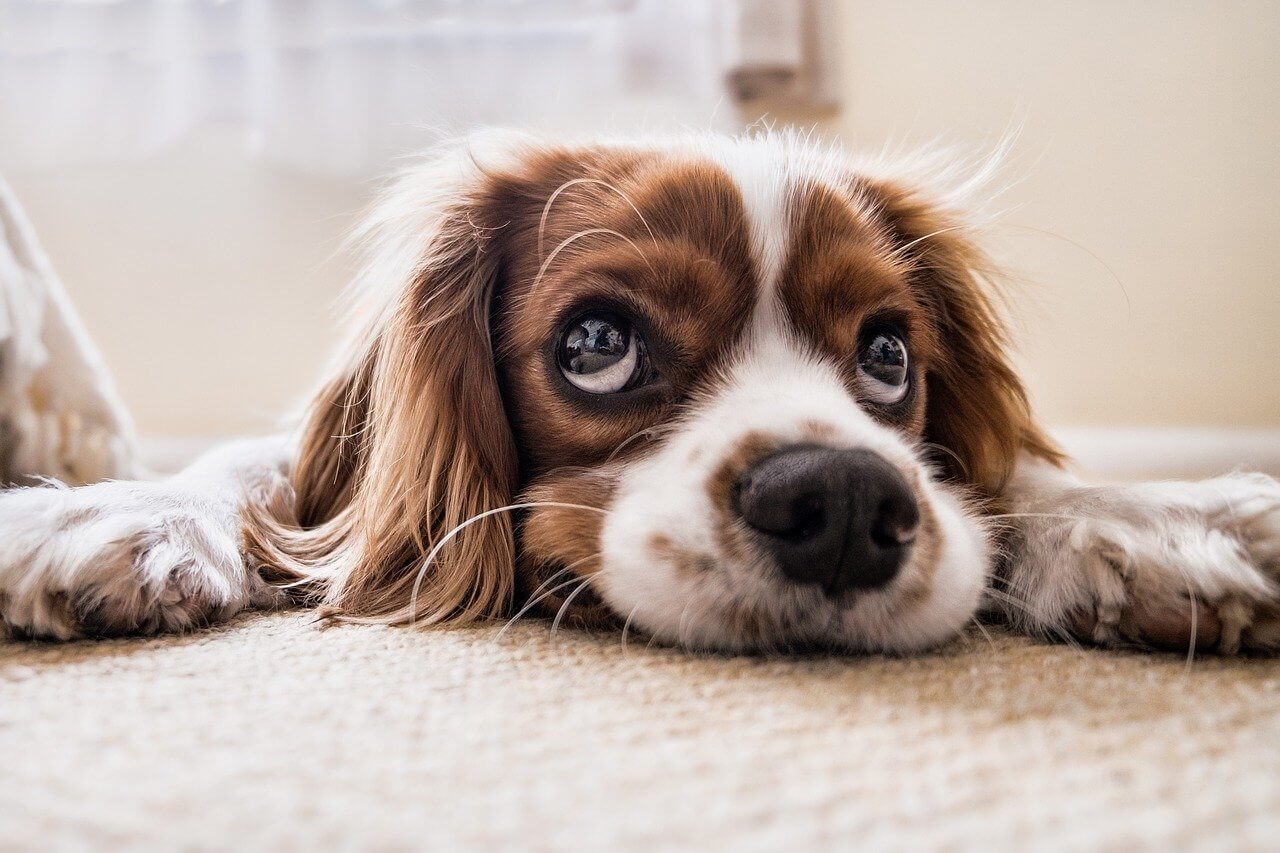 Keuzehulp: Welke maat hondenmand past het beste bij mijn hond?