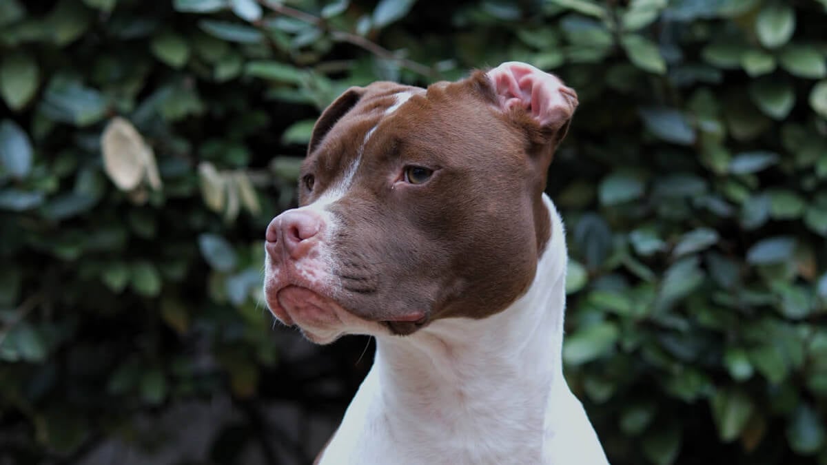 Alles over de Amerikaanse Pitbull Terrier