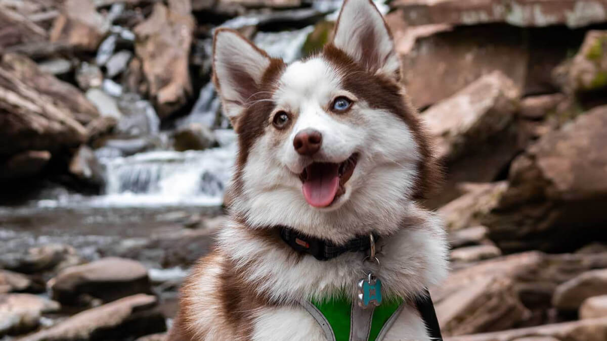 Alles over de Pomsky