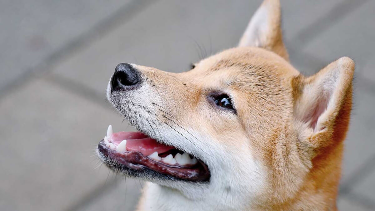 Alles over de Shiba Inu