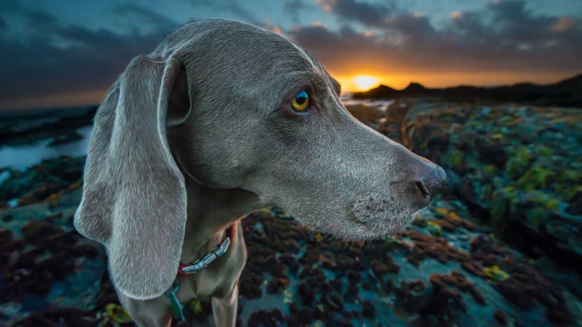 Alles over de Weimaraner