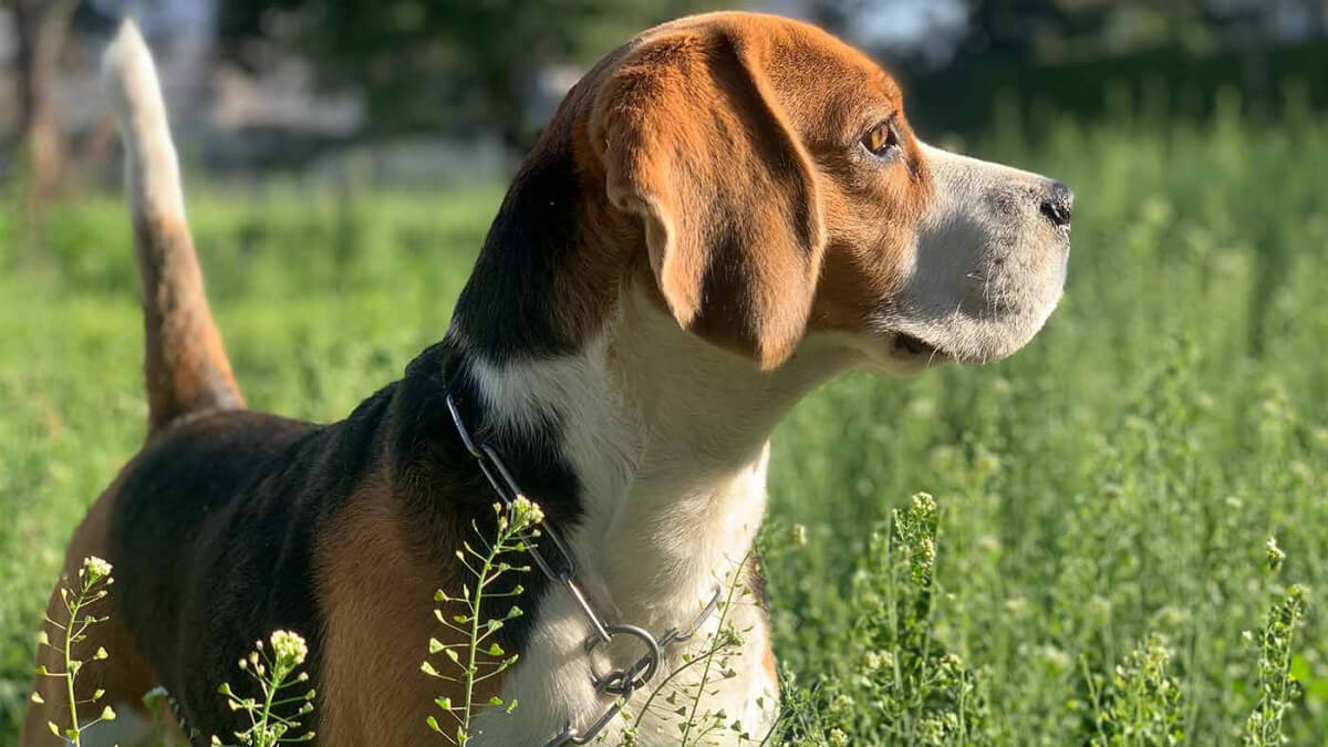 Alles over de Beagle