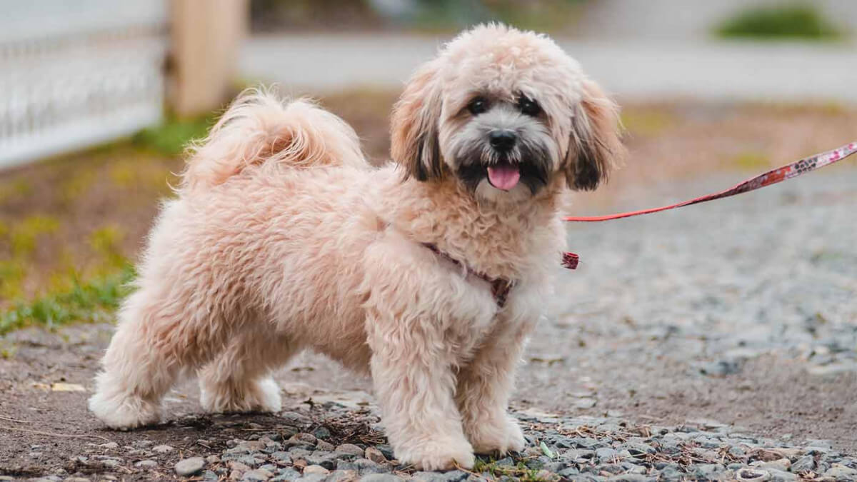 Alles over de Lhasa Apso