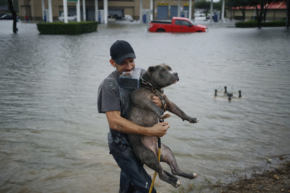 Flood safety tips for pet owners