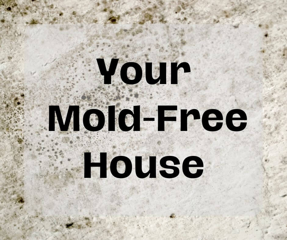 Essential Tips for a Mold Free Home