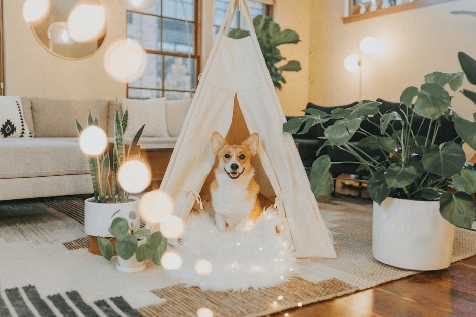 Home Decor Guide Focused On Pets