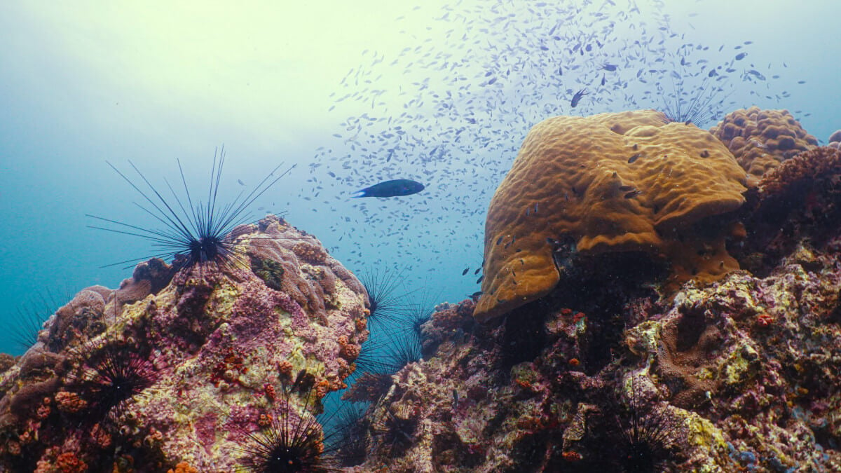 How Does Sunscreen Impact Coral Reefs?