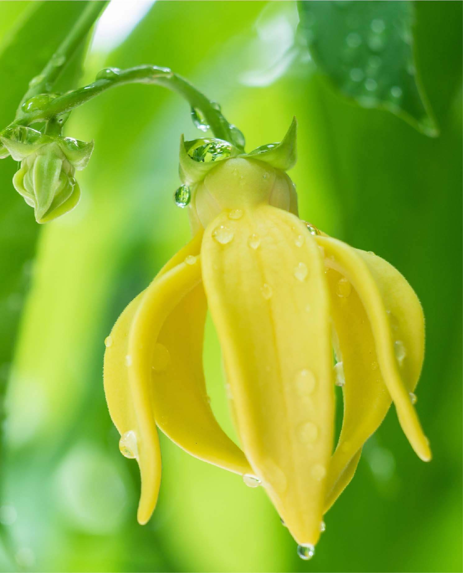 Ylang Ylang Oil