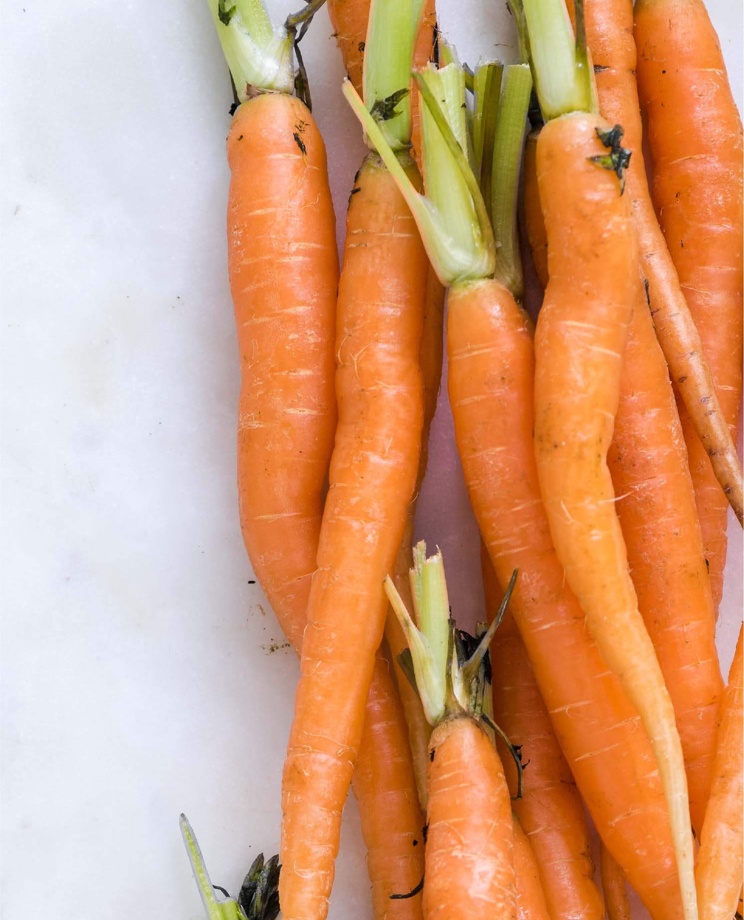 Wild Carrot Oil