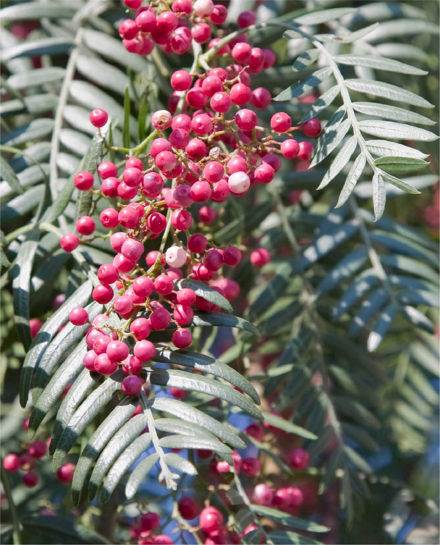 Pink Pepper Seed Oil