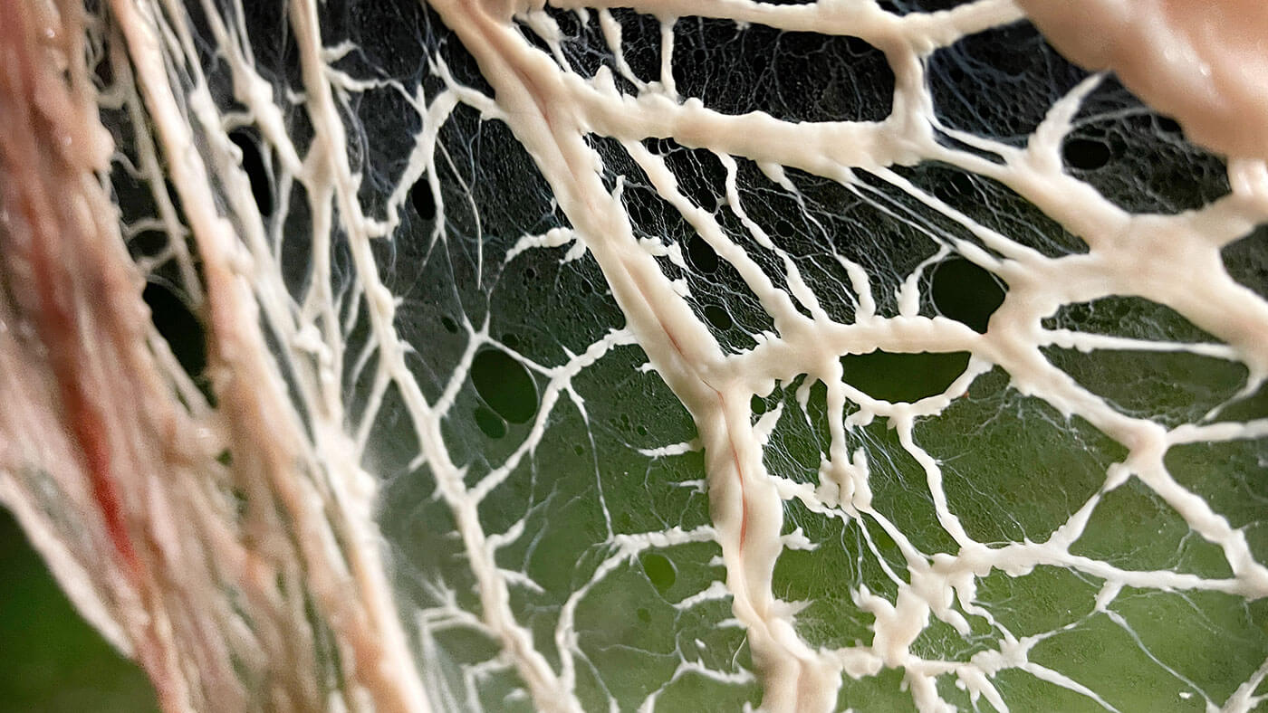 caul fat is the thin, web-like membrane surrounds the internal organs of animals including deer, cattle, sheep, and pigs. It can enhance flavor, retain moisture, and shape food.