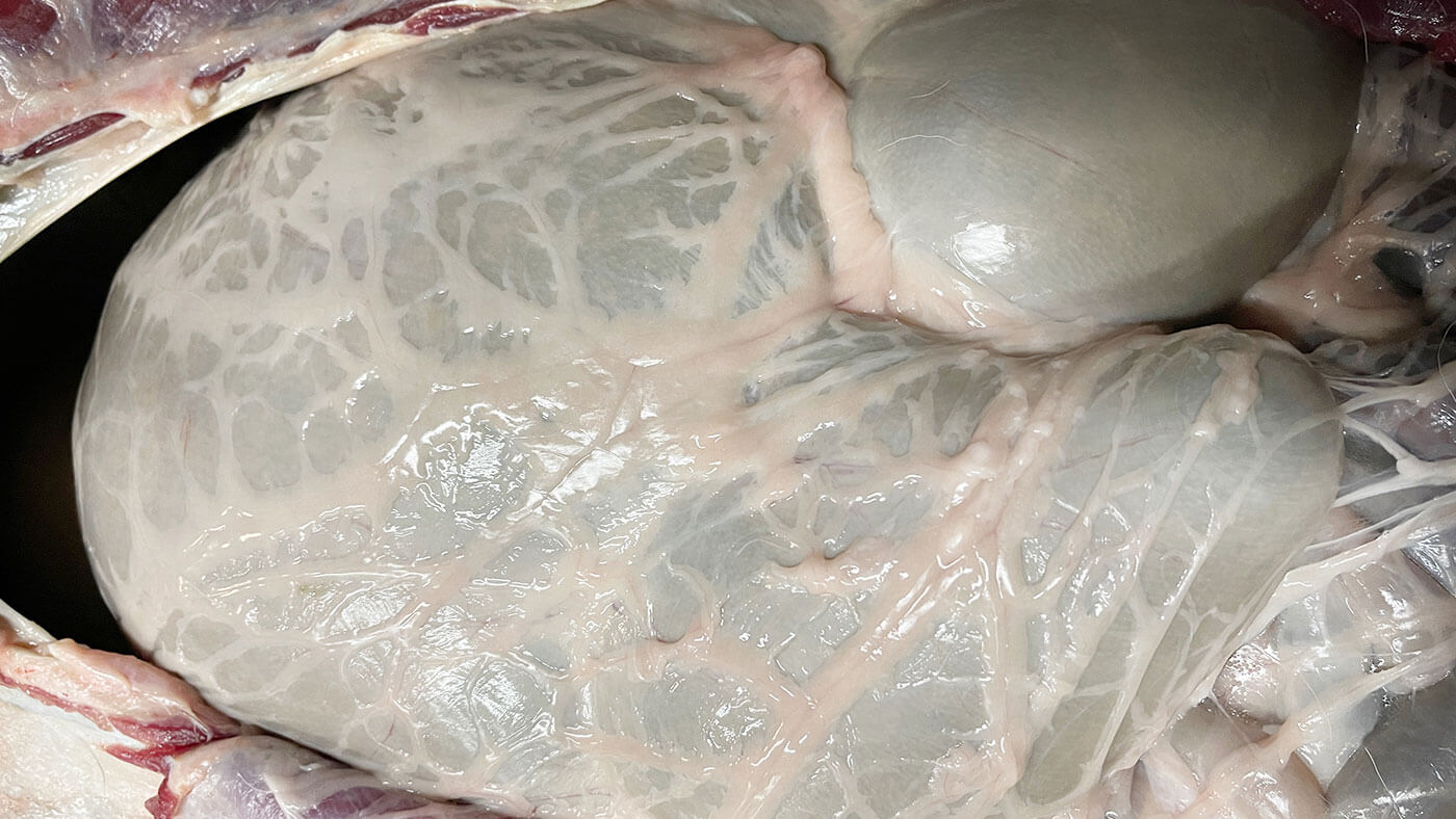 caul fat is the lacy membrane surrounding the stomach of a deer