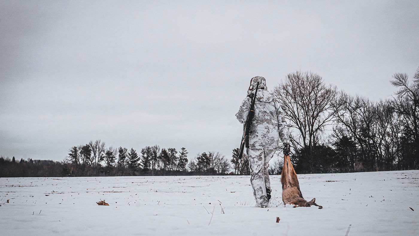 dragging out a coyote in winter