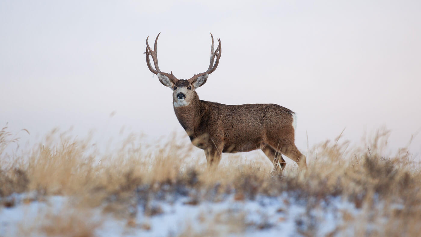 non-resident-mule-deer-hunting-mule-deer