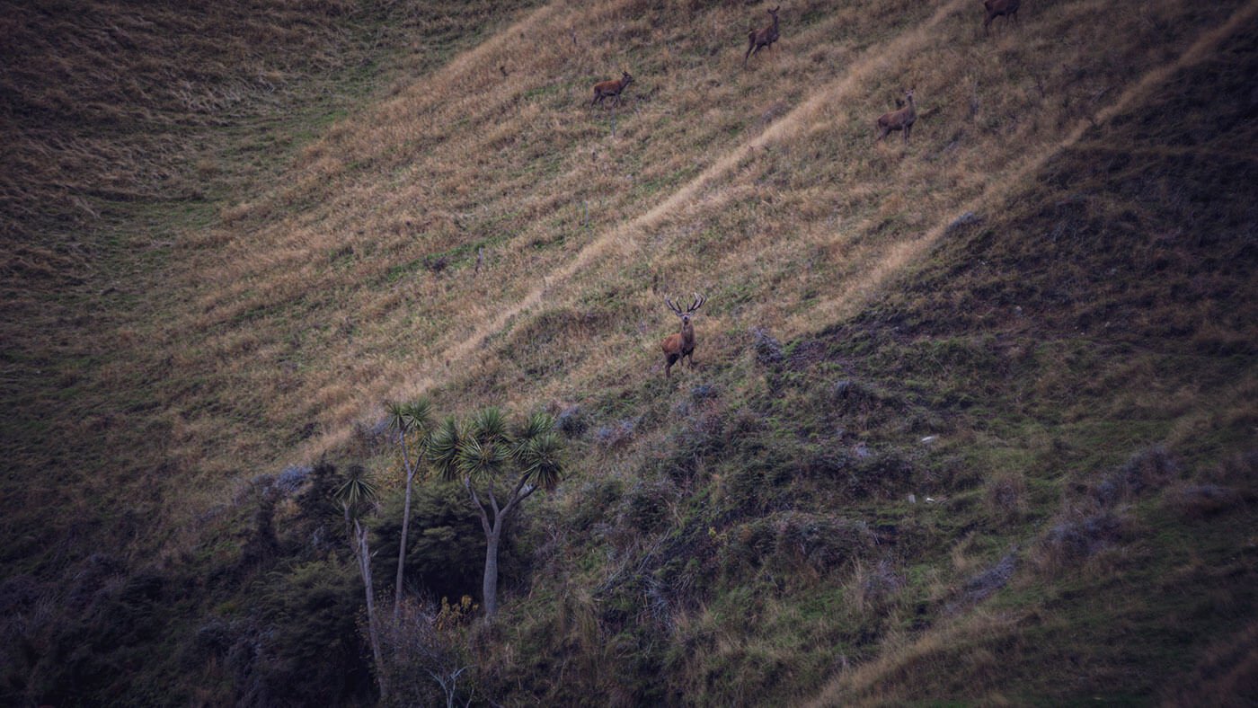 new zealand red stag