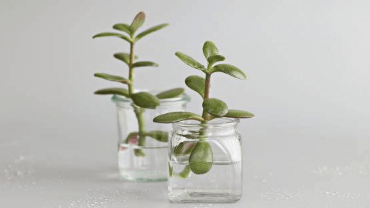 NesCafe instant coffee glass containers make perfect table vase